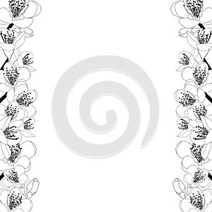 Prunus persica - Peach Flower Blossom Outline Border isolated on white Background. Vector Illustration.