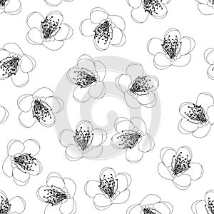 Prunus persica - Peach Flower Blossom Outline on White Background. Vector Illustration