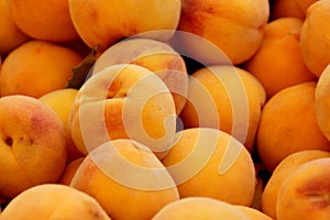 Prunus persica, Yellow Cling Peach