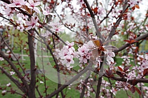 Prunus pissardii in bloom in spring