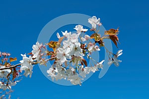 Prunus Rosaceae blossom on a blue background