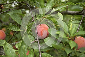 Prunus salicina branch with orange plums