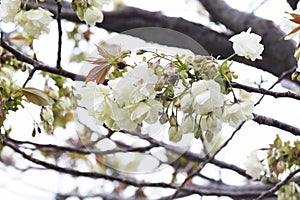 Prunus salicina Japanese plumblossoms