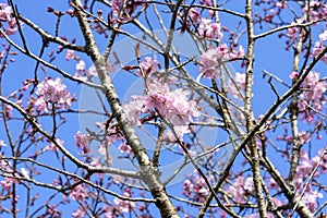 Prunus sargentii