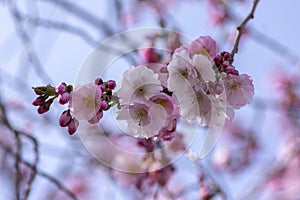 Prunus sargentii accolade sargent cherry flowering tree branches, beautiful groups light pink petal flowers in bloom and buds