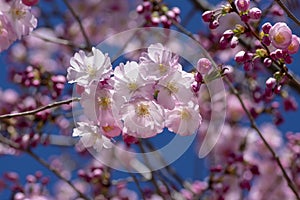 Prunus sargentii accolade sargent cherry flowering tree branches, beautiful groups light pink petal flowers in bloom and buds