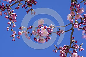 Prunus sargentii accolade sargent cherry flowering tree branches, beautiful groups light pink petal flowers in bloom and buds