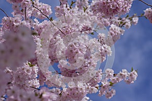 Prunus sargentii accolade sargent cherry flowering tree branches, beauty groups light pink petal flowers in bloom and buds