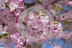 Prunus sargentii accolade sargent cherry flowering tree branches, beauty groups light pink petal flowers in bloom and buds