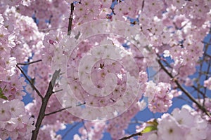 Prunus sargentii accolade sargent cherry flowering tree branches, beauty groups light pink petal flowers in bloom and buds