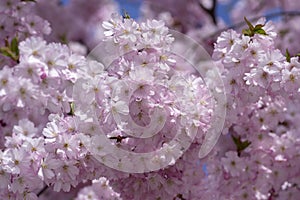 Prunus sargentii accolade sargent cherry flowering tree branches, beauty groups light pink petal flowers in bloom and buds