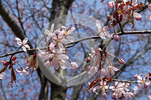 Prunus sargentii  Sargents cherry tree blossom against blue sky