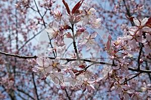 Prunus sargentii  Sargents cherry tree blossom against blue sky