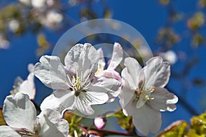 Prunus sargentii, Sargents cherry tree blossom against blue sky