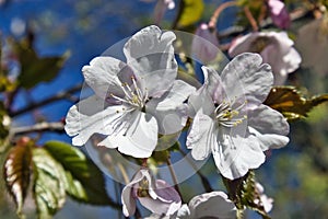 Prunus sargentii, Sargents cherry tree blossom against blue sky