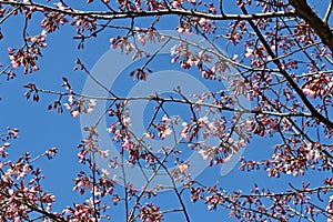 Prunus sargentii, Sargents cherry tree blossom, Finland Europe