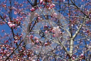 Prunus sargentii, Sargents cherry tree blossom, Finland Europe