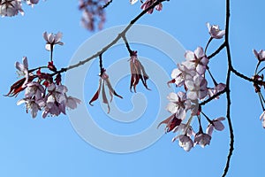 Prunus sargentii, Sargents cherry tree blossom, Finland Europe