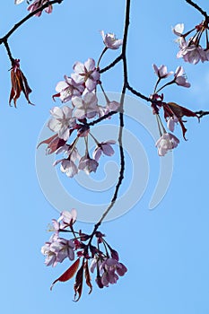 Prunus sargentii, Sargents cherry tree blossom, Finland Europe