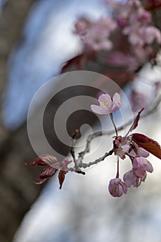 Prunus sargentii, Sargents cherry tree blossom, Finland Europe