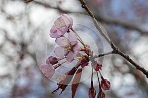 Prunus sargentii, Sargents cherry tree blossom, Finland Europe