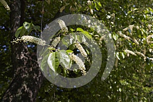 Prunus serotina tree in bloom