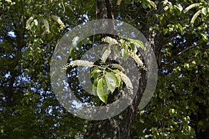 Prunus serotina tree in bloom