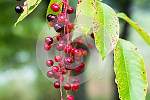 Prunus serotina, wild black cherry berries closeup selective focus