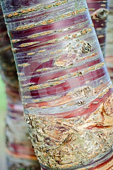 Prunus serrula Tibetan cherry birch bark cherry