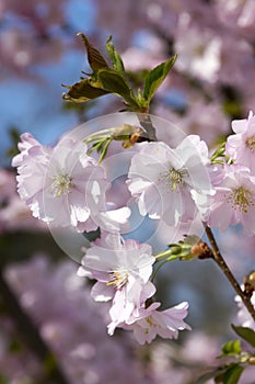 Prunus serrulata in bloom, romantic pink spring blooming tree, branches full of double flowers