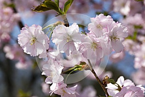 Prunus serrulata in bloom, romantic pink spring blooming tree, branches full of double flowers