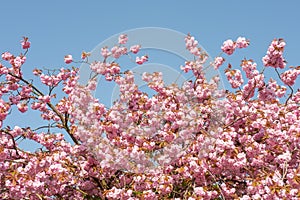 Prunus serrulata blossom with blue sky