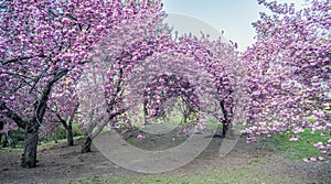 Prunus serrulata or Japanese Cherry