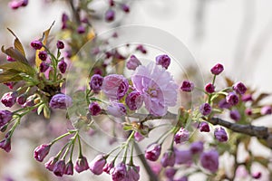 Prunus serrulata japanese cherry sakura tree branches in bloom, ornamental flowering tree with pink flowers nad buds