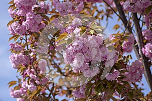 Prunus serrulata Japanese cherry tree double flower cultivation called sakura or taihaku in bloom, flowering oriental cherry