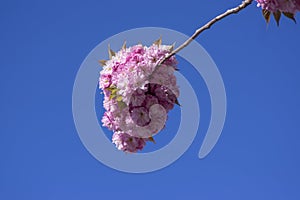 Prunus serrulata Japanese cherry tree double flower cultivation called sakura or taihaku in bloom, flowering oriental cherry