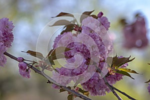 Prunus serrulata Japanese cherry tree double flower cultivation called sakura or taihaku in bloom, flowering oriental cherry