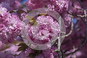 Prunus serrulata Japanese cherry tree double flower cultivation called sakura or taihaku in bloom, flowering oriental cherry