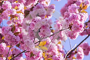 Prunus serrulata Japanese cherry tree double flower cultivation called sakura or taihaku in bloom, flowering oriental cherry
