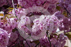 Prunus serrulata Japanese cherry tree double flower cultivation called sakura or taihaku in bloom, flowering oriental cherry