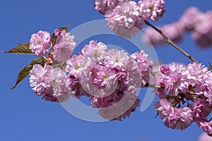 Prunus serrulata Japanese cherry tree double flower cultivation sakura taihaku in bloom, flowering oriental cherry pink flowers
