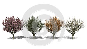 Prunus serrulata 'Kanzan' (Four Seasons)