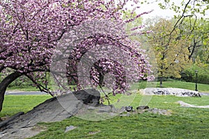 Prunus serrulata 'Kanzan' - Japanese Flowering Cherry