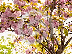 Prunus serrulata \