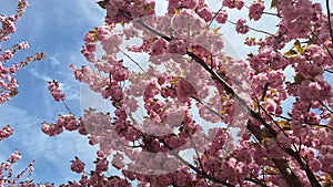 Prunus serrulata 'Kanzan'. Is one of the best known and most used Japanese ornamental cherry trees. It forms a