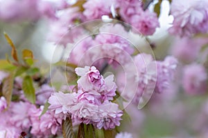 Prunus serrulata Kanzan,. Prunus lannesiana Kanzan, Cerasus Sato-zakura Kwanzan or Sekiyama, Japanese, flowering cherry