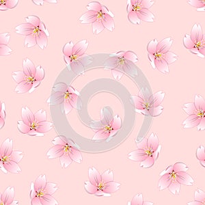 Prunus serrulata Outline - Cherry blossom, Sakura on Pink Background. Vector Illustration