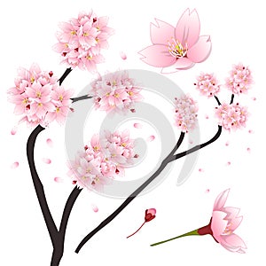 Prunus serrulata - Pink Cherry blossom, Sakura. National Flower of Japan. Vector Illustration.