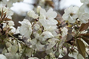 Prunus serrulata Ukon