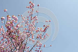 Prunus serrulate, cherry blossoms tree in the springtime.